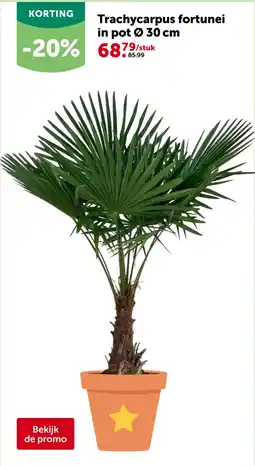 AVEVE Trachycarpus fortunei aanbieding