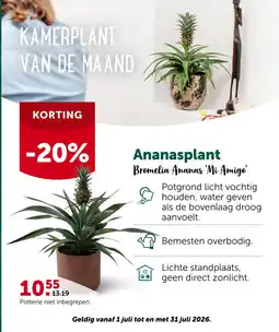 AVEVE Ananasplant aanbieding