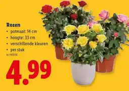 Lidl Rozen aanbieding