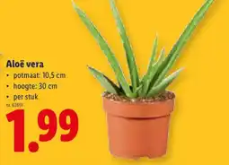 Lidl Aloë vera aanbieding