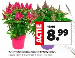 Intratuin Dwergvlierstruik (buddleja dav. 'butterfly candy') aanbieding