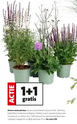 Intratuin Diverse vaste planten aanbieding