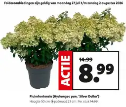 Intratuin Pluimhortensia (Hydrangea pan. 'Silver Dollar') aanbieding