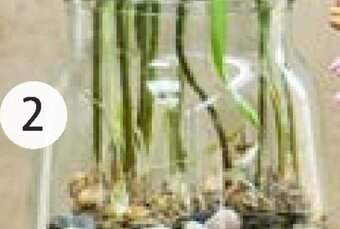 Intratuin Vaas eddy aanbieding