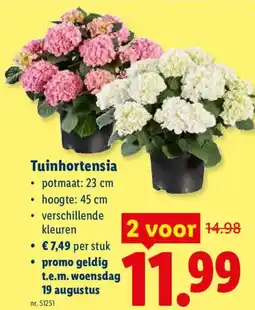 Lidl Tuinhortensia aanbieding