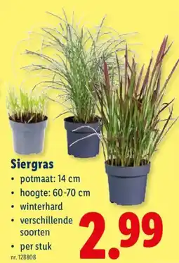 Lidl Siergras aanbieding
