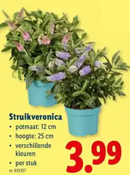 Lidl Struikveronica aanbieding