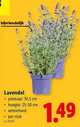 Lidl Lavendel aanbieding