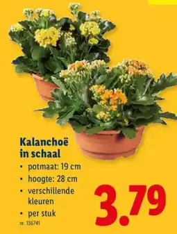 Lidl Kalanchoe in schaal aanbieding