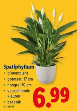Lidl Spatiphyllum aanbieding