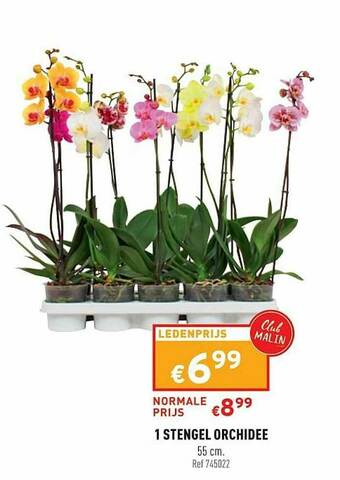 Trafic 1 Stengel Orchidee aanbieding