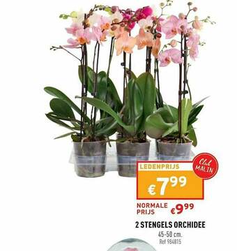 Trafic 2 Stengels Orchidee aanbieding