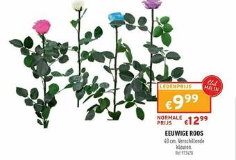 Trafic Eeuwige Roos aanbieding