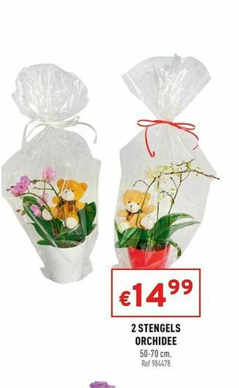 2 Stengels Orchidee