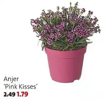 Intratuin Anjer pink kisses aanbieding