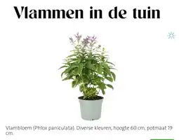 Intratuin Vlambloem aanbieding