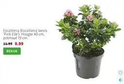 Intratuin Escallonia pink elle aanbieding