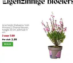Intratuin Ierse heide aanbieding
