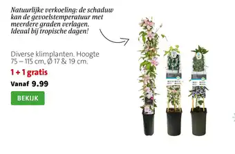 Diverse klimplanten
