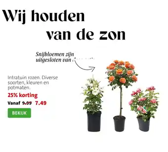Intratuin rozen