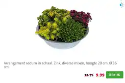 Intratuin Arrangement sedum in schaal aanbieding