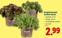 Lidl Vetplantenmix (sedum dura) aanbieding
