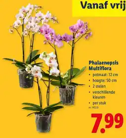Lidl Phalaenopsis Multiflora aanbieding