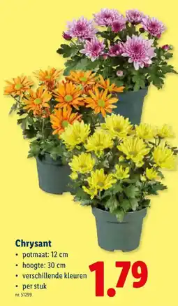 Lidl Chrysant aanbieding
