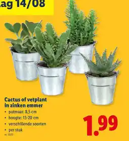 Lidl Cactus of vetplant in zinken emmer aanbieding