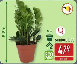 ALDI Zamioculcas aanbieding
