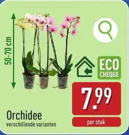 ALDI Orchidee aanbieding