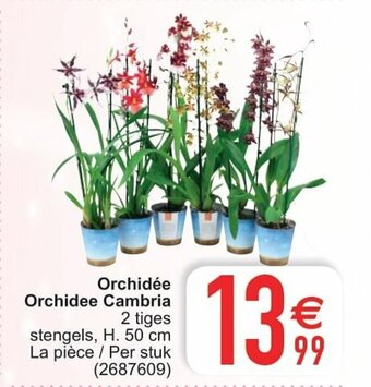 Cora Orchidee Orchidee Cambria aanbieding
