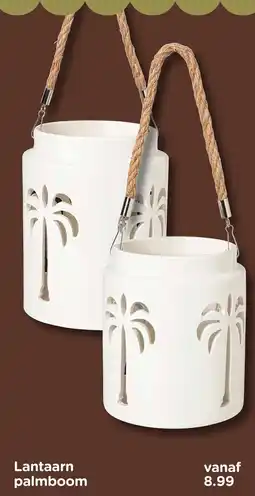 Xenos Lantaarn palmboom aanbieding