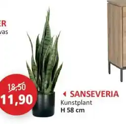 Weba Sanseveria aanbieding