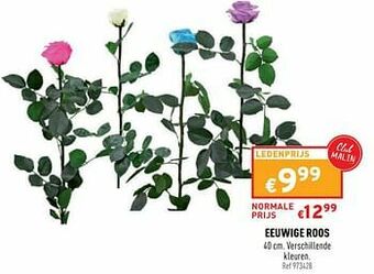 Trafic Eeuwige roos aanbieding