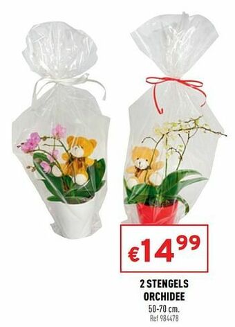 Trafic 2 stengels orchidee aanbieding