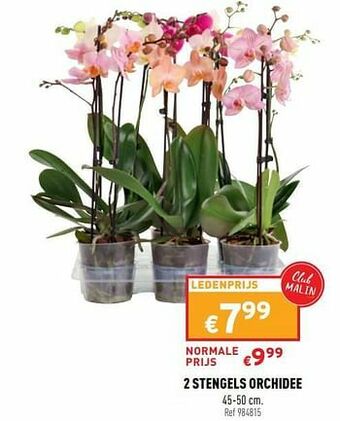 Trafic 2 stengels orchidee aanbieding
