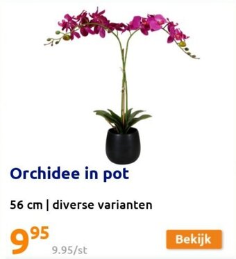 Action Orchidee in pot aanbieding