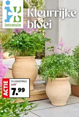 Intratuin Pluimspirea aanbieding