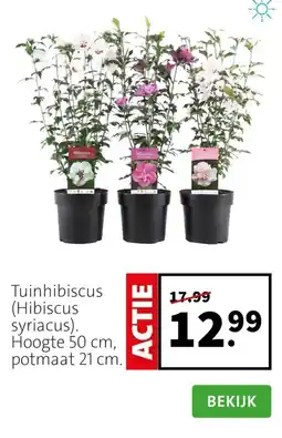 Intratuin Tuinhibiscus aanbieding