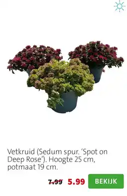 Intratuin Vetkruid aanbieding