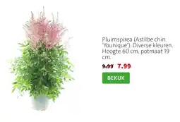Intratuin Pluimspirea aanbieding