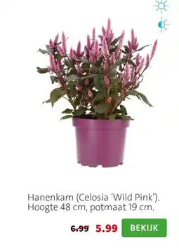 Intratuin Hanenkam Celosia Wild Pink aanbieding