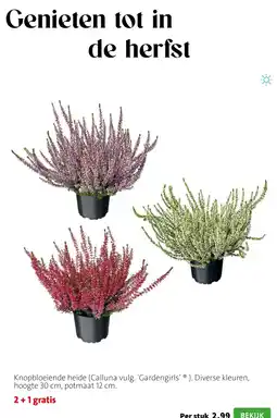 Intratuin Knopbloeiende heide aanbieding