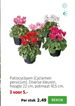 Intratuin Patiocyclaam Cyclamen persicum aanbieding