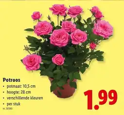 Lidl Potroos aanbieding
