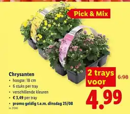 Lidl Chrysanten aanbieding