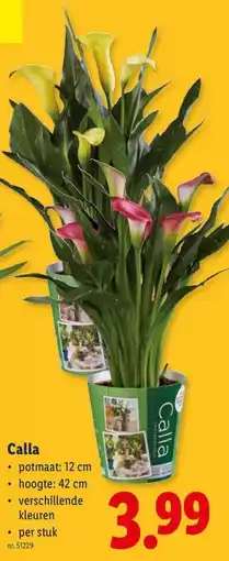 Lidl Calla aanbieding