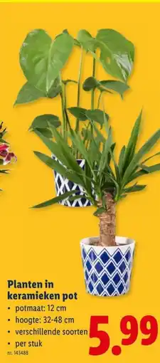 Lidl Planten in keramieken pot aanbieding