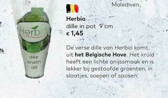 Bio Planet Herbio Dille In Pot aanbieding